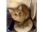 GOLDIE Domestic Shorthair Adult Male