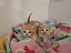 Marty and Les (two boys) American Shorthair Kitten Female