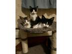 Flower SB Domestic Shorthair Kitten Female