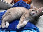 Oliver Lothrop Domestic Shorthair Kitten Male