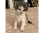 Markie Domestic Shorthair Kitten Female