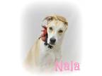 Adopt Nala a Hound