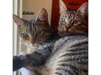 Adopt Alicia + Leticia [Bonded Sisters] a Tabby, Domestic Short Hair