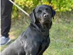 Adopt Ruby a Black Labrador Retriever