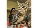 Adopt Honey Bun a Domestic Short Hair