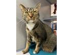 Adopt Cedar a Domestic Short Hair