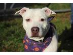 Adopt Bianca a Pit Bull Terrier, Mixed Breed