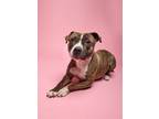 Adopt Mary* A197905 a Pit Bull Terrier