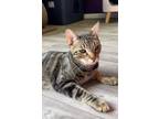 Adopt Karl a Spotted Tabby/Leopard Spotted Domestic Shorthair (short coat) cat