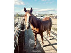 Calm registered three year old mare