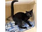 Adopt Beckie a Bombay, American Shorthair