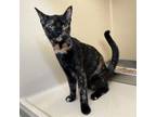 Adopt Claranet a Tortoiseshell