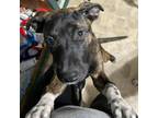 Adopt Nala **FOSTER NEEDED** a Brindle American Pit Bull Terrier / Mixed dog in