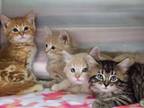 Adopt Need foster for incoming cats and kittens a Domestic Medium Hair
