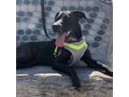 Adopt Shy Shy JuM a Black Labrador Retriever, Australian Cattle Dog / Blue