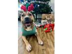 Adopt Amelia a Pit Bull Terrier