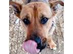 Adopt Rosie - Urgent a German Shepherd Dog, Mixed Breed