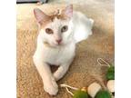 Adopt Nana - bonded to Gadge a Domestic Short Hair