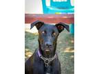 Adopt Tino a Great Dane, Black Labrador Retriever