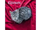 Adopt Kronos a Domestic Short Hair