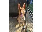 Adopt Red a German Shepherd Dog, Mixed Breed