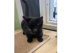 Tiye Domestic Shorthair Kitten Female