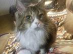 Mandy Domestic Longhair Adult Female