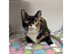 FURAWRI Domestic Shorthair Adult Female