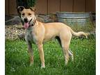 BEAUTIFUL BUTTERCUP Mountain Cur Adult Female