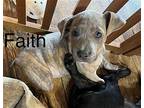 FAITH Labrador Retriever Young Female