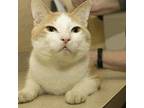 Michael Domestic Shorthair Adult Male