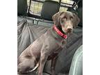 Leona Labrador Retriever Adult Female