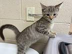 Pewter Domestic Shorthair Kitten Male