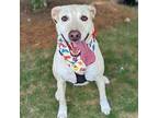 Sugar bonded to Jay Labrador Retriever Adult Female