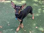 Sky Doberman Pinscher Adult Female