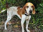 DAISY GIRL Bluetick Coonhound Young Female