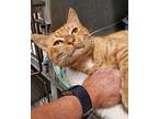 Leo Domestic Shorthair Young Male