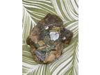 Hand Painted Rock, Fisherman Fisher Gnome, Gone Fishing, Pebble Stone Art Sealed