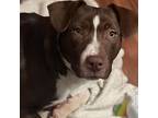 Cupid American Pit Bull Terrier Young Male