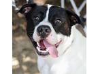 Sammy American Bulldog Young Male