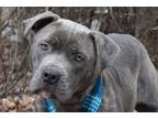 Adopt Maverick 0423 a Cane Corso, Terrier
