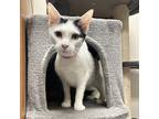 WOLF Domestic Shorthair Young Female
