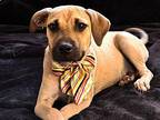 BARNEY Black Mouth Cur Puppy Male