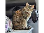 ANGEL in FOSTER Domestic Shorthair Senior Female