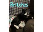 Britches Domestic Shorthair Kitten Male
