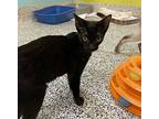 Chupacabra Domestic Shorthair Kitten Female