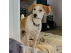 Adopt Casey K a Labrador Retriever, Beagle
