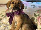 Gypsy Anatolian Shepherd Puppy Female