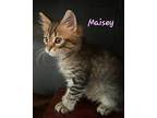 Maisey Domestic Longhair Kitten Female