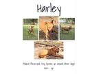 Harley American Pit Bull Terrier Young Female